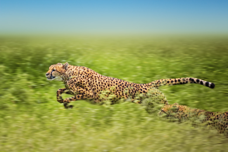 Speedy category
